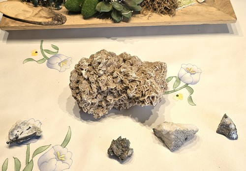 Exquisite sammlung - ,