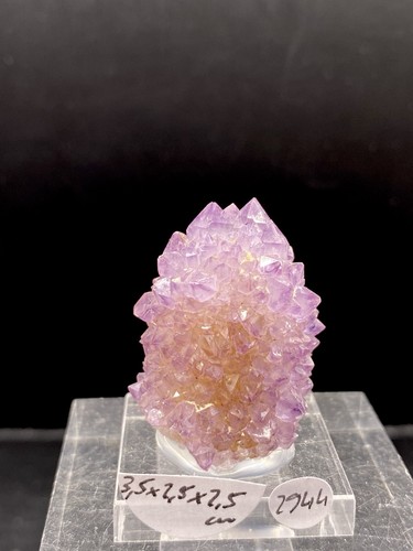 Kaktus amethyst mpumalanga - kaktus,