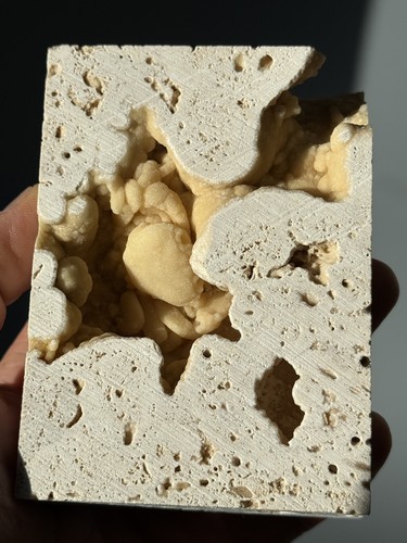 Seltenes krabbenfossil - seltenes,