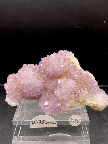 Kaktus amethyst mpumalanga - kaktus,