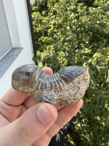 Paralejurus trilobit erfoud - paralejurus,